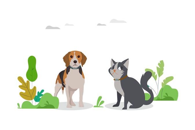 A dog and a cat playing